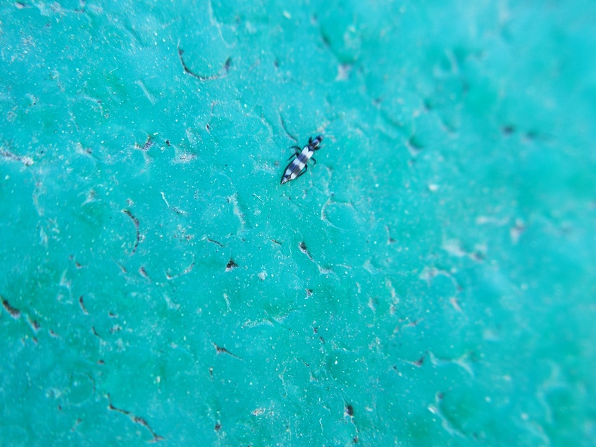 Thysanoptera - Tripszek