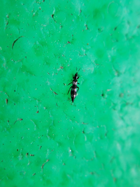Thysanoptera - Tripszek