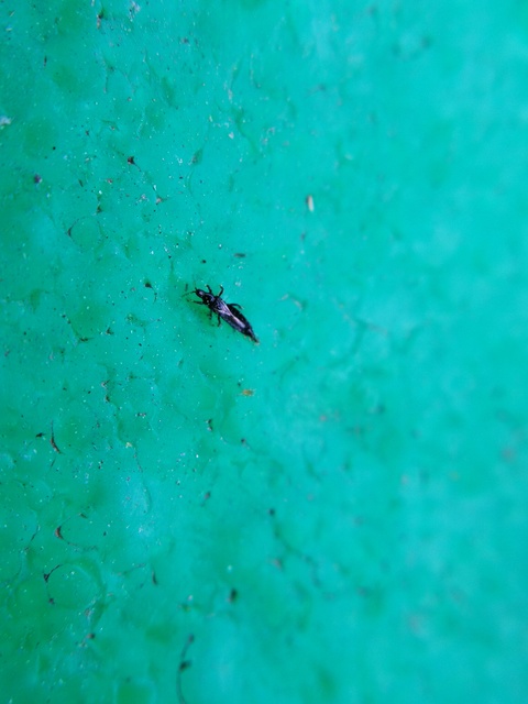 Thysanoptera - Tripszek