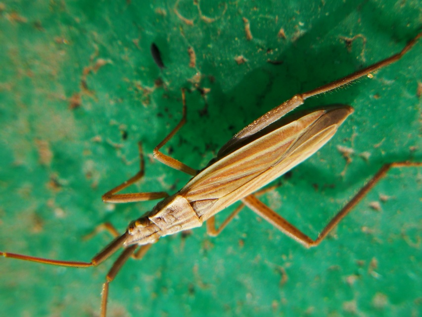 Notostira