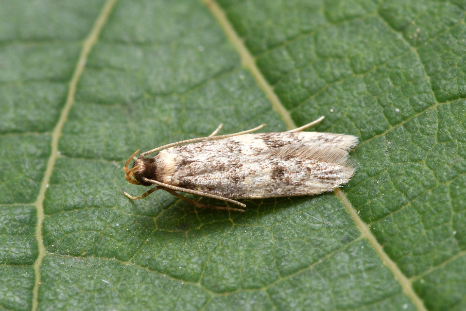 Oegoconia