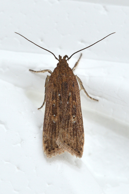 Helcystogramma triannulella - szuláksodró lápimoly
