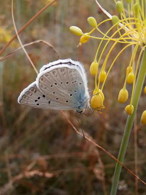 Polyommatus daphnis - csipkés boglárka