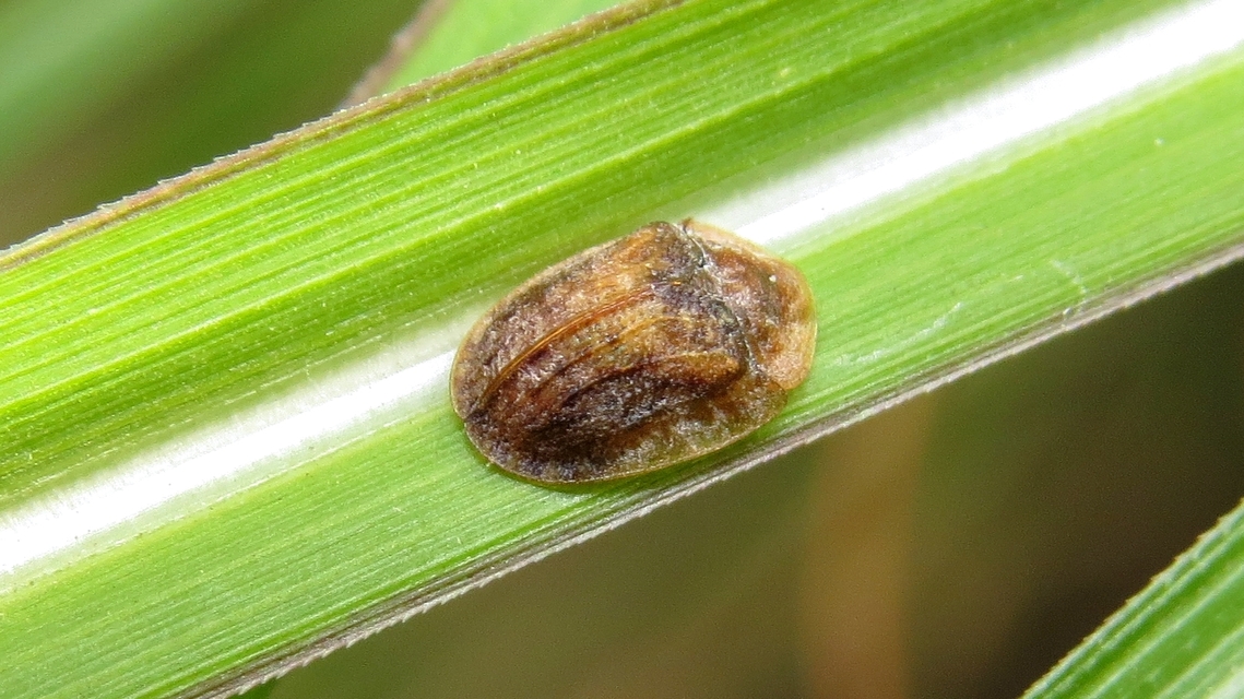 Hypocassida