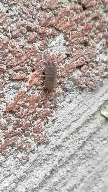 Porcellionides pruinosus - hamvas ászka Porcellionides pruinosus - hamvas ászka