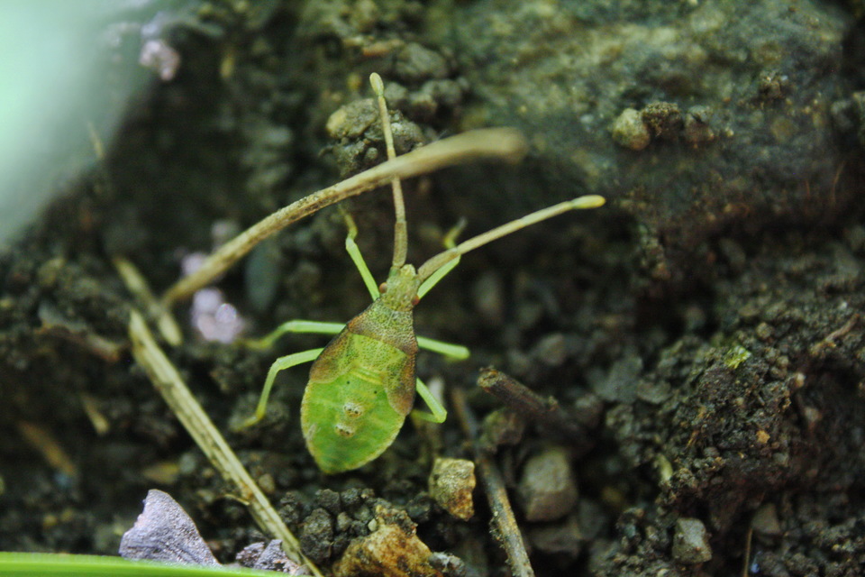 Gonocerus