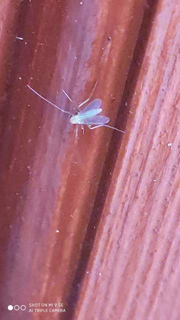 Chironomidae - árvaszúnyogok