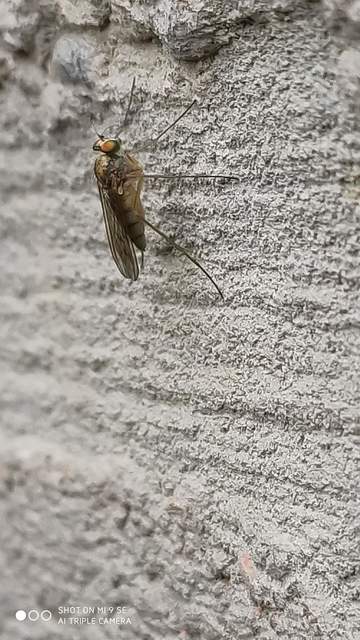 Dolichopodidae - szúnyoglábú legyek