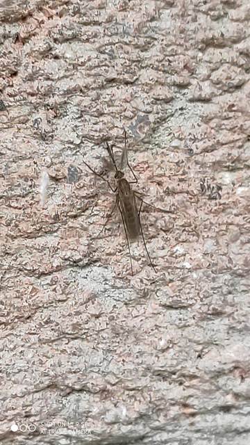 Culicidae - csípőszúnyogok