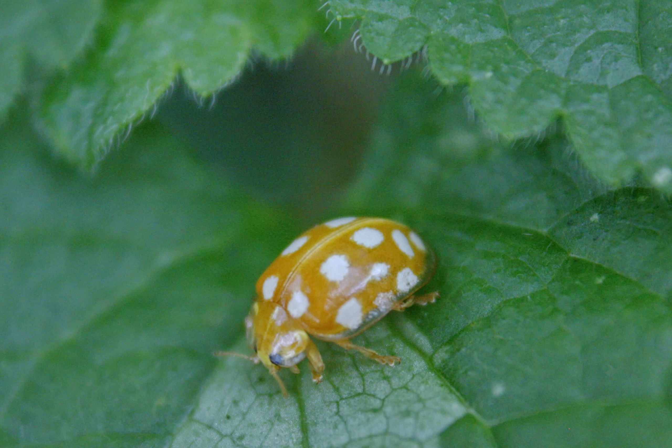 Halyzia sedecimguttata - tizenhatcseppes füsskata