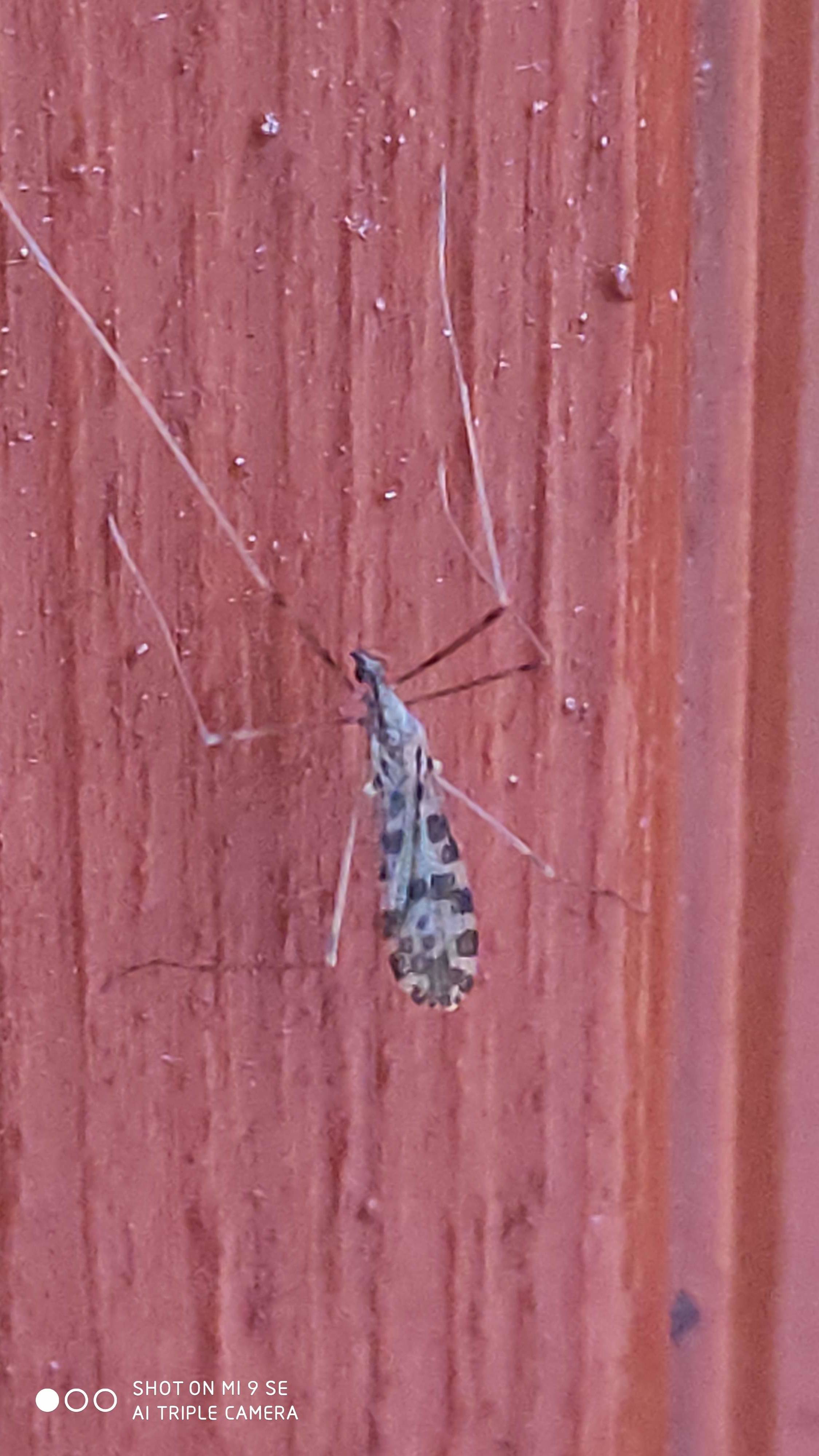 Ilisia maculata