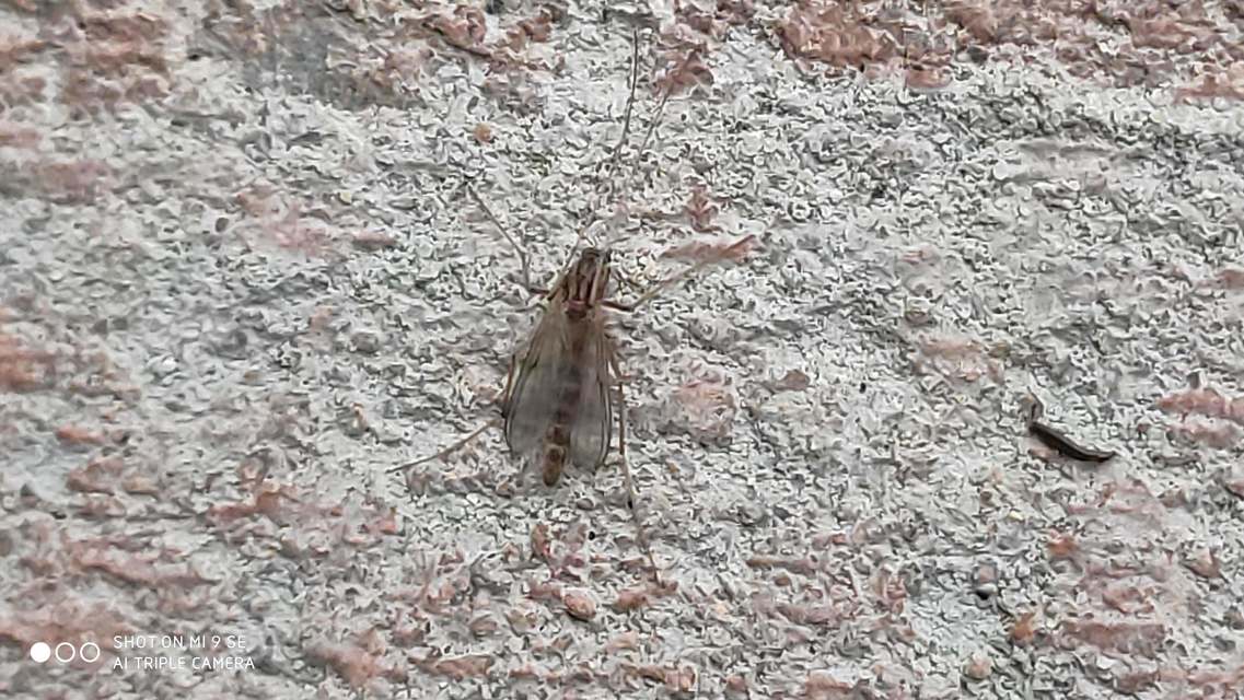 Chironomidae - árvaszúnyogok