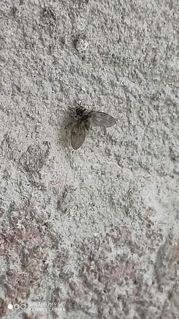 Psychodidae - lepkeszúnyogok