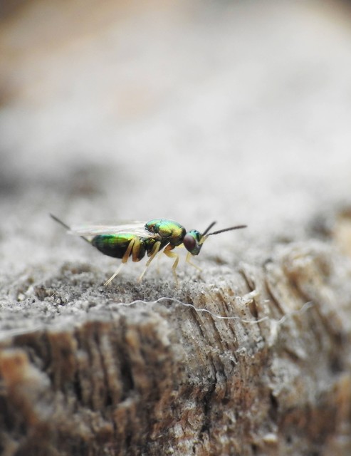 Hymenoptera - Hártyásszárnyúak