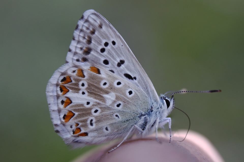 Polyommatus coridon - ezüstkék boglárka