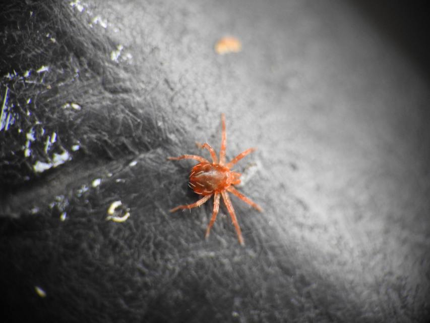 Anystidae