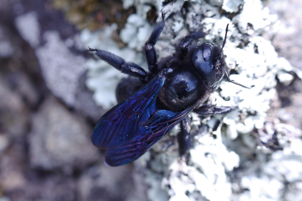 Xylocopa valga - gyakori fadongó