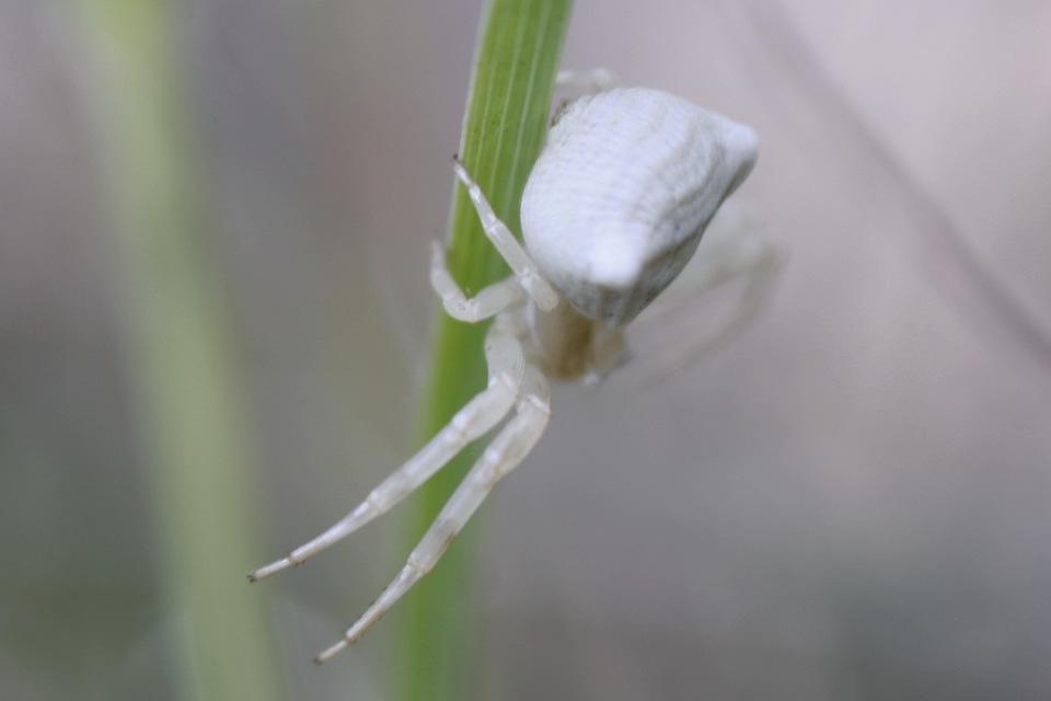 Thomisus onustus - fehér karolópók