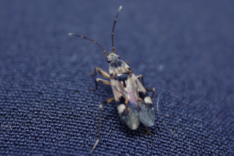 Beosus maritimus - homoki bodobács