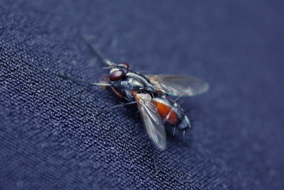 Mintho rufiventris