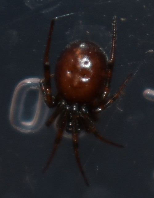 Steatoda bipunctata - kétpettyes faggyúpók