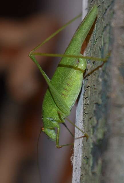 Phaneroptera nana - pontozott repülőszöcske