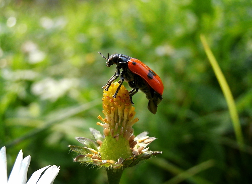 Clytra quadripunctata - négyfoltos zsákhordóbogár