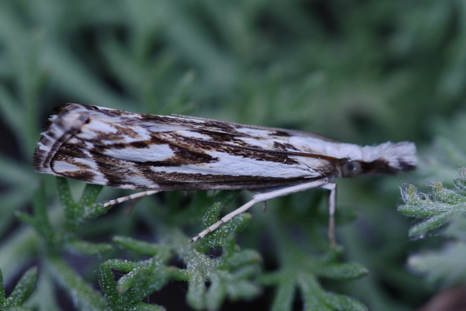 Catoptria confusellus - tarka fűgyökérmoly