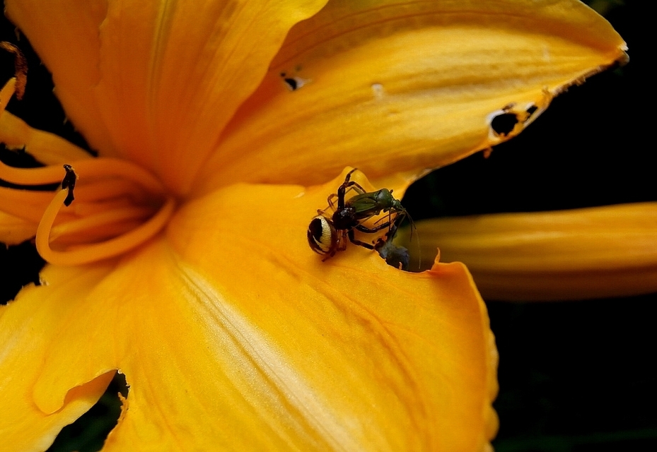 Synema globosum/ornatum