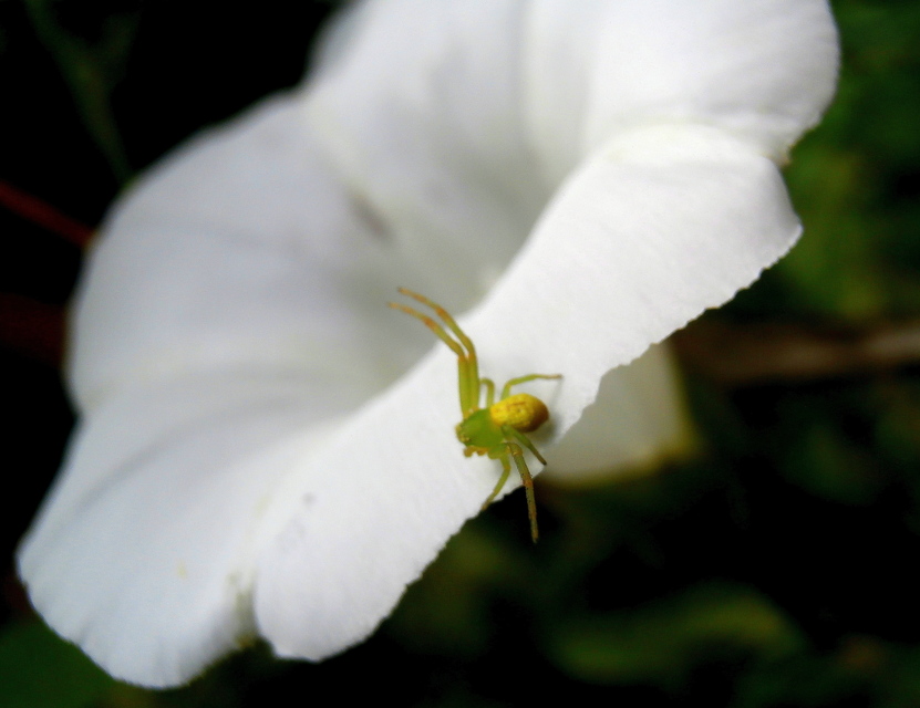 Ebrechtella tricuspidata - alakoskodó karolópók