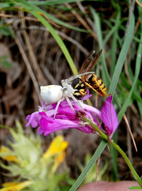 Thomisus onustus - fehér karolópók