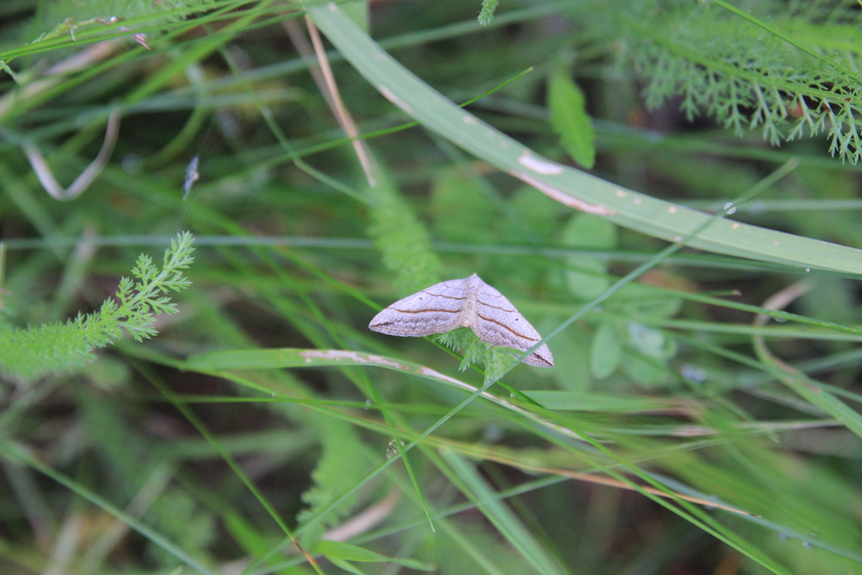 Scotopteryx mucronata/luridata/ignorata