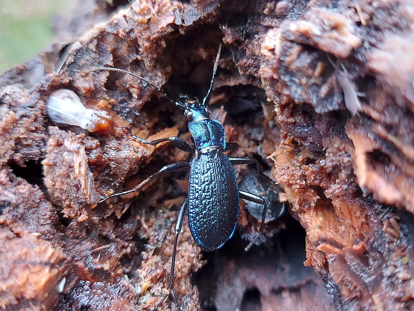 Carabus intricatus - kék laposfutrinka