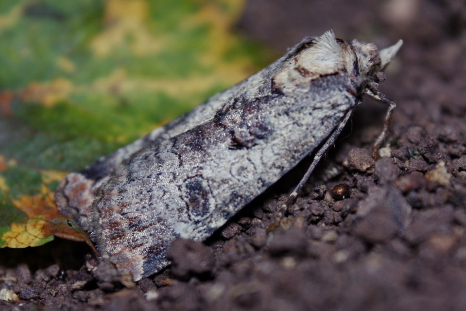 Epilecta linogrisea - karcsú sárgafűbagoly