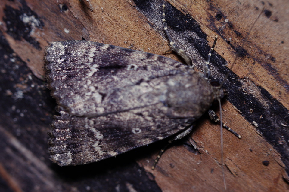 Amphipyra berbera/pyramidea