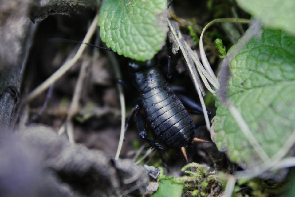 Gryllus campestris - mezei tücsök