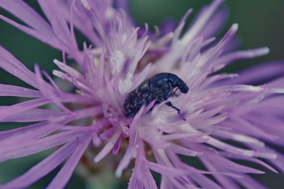 Larinus obtusus - imola-púderbarkó