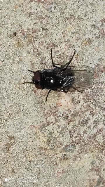 Muscidae - igazi legyek