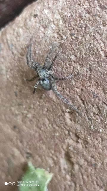 Pardosa hortensis