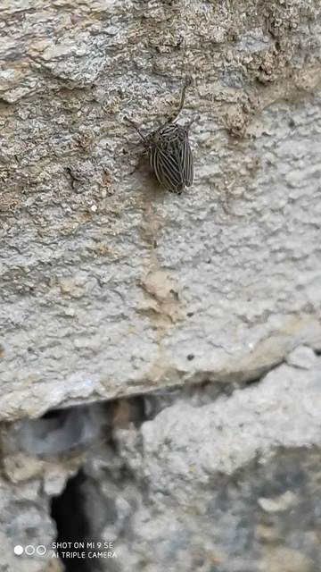 Streptanus aemulans