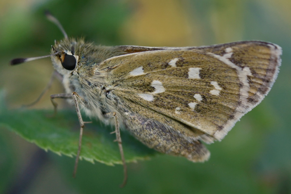 Hesperia comma - vesszős busalepke