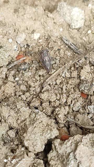 Anaceratagallia ribauti