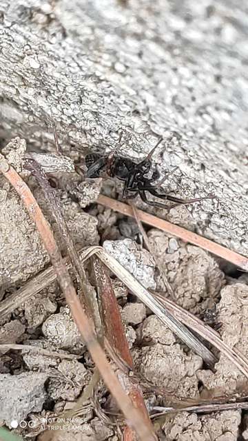 Agroeca cuprea