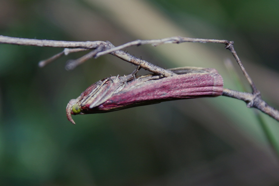 Oncocera semirubella - lucernamoly