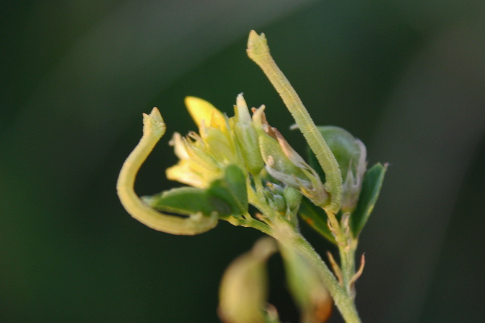 Thalera fimbrialis - csipkésszélű zöldaraszoló