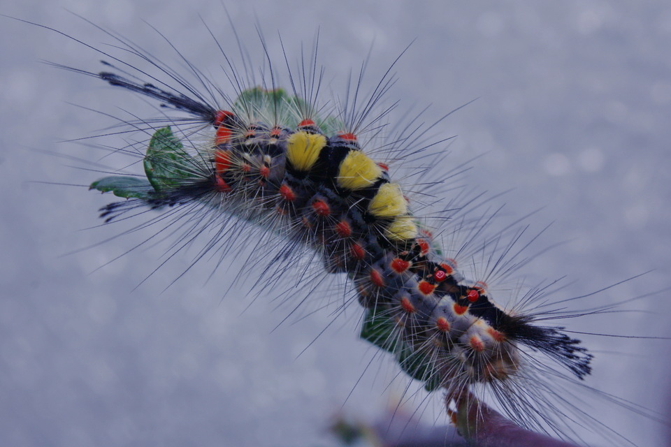 Orgyia antiqua - rozsdabarna kisszövő