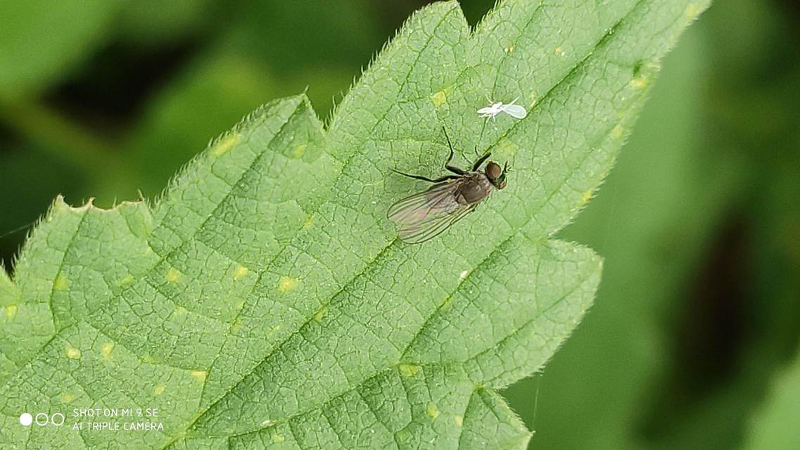 Coenosia agromyzina