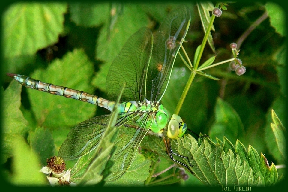 Anax imperator - zöld óriásacsa