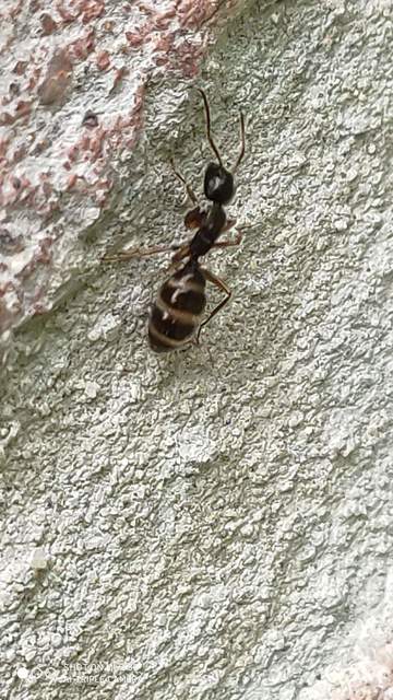 Camponotus fallax - ligeti lóhangya