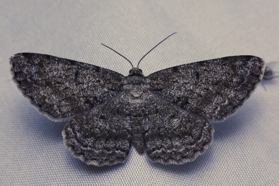 Hypomecis roboraria - nagy tölgyfaaraszoló